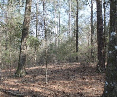 Natural Stand at Gulfcrest Tract in Gulfcrest, AL